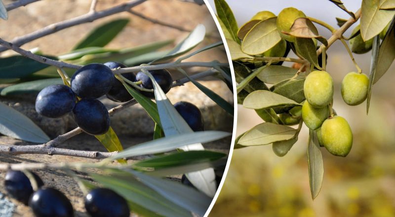 В чем разница между оливками и маслинами: учительница удивила объяснением