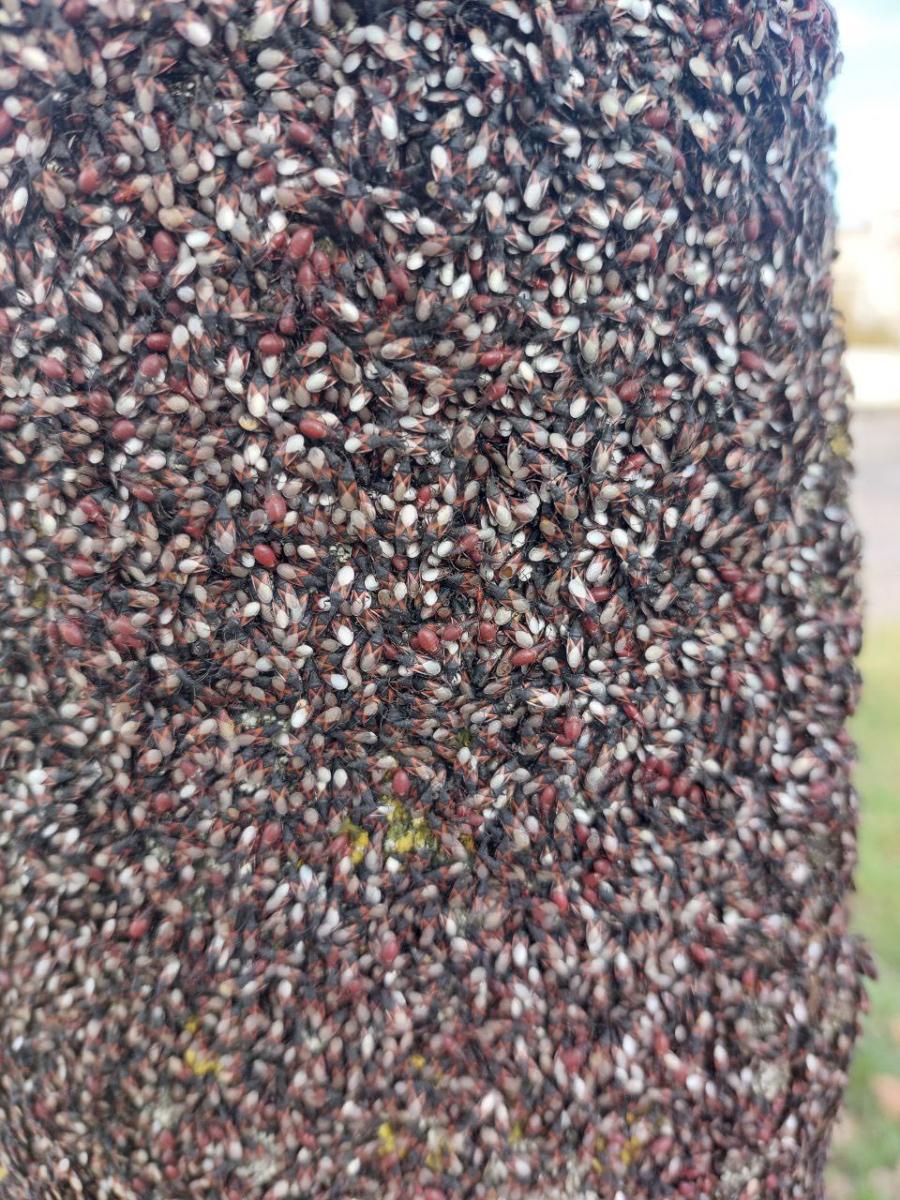 Скріншот Скріншот