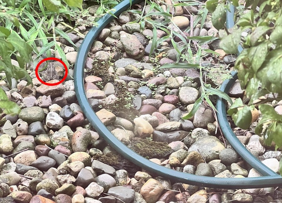 Разгадака оптической иллюзии Разгадака оптической иллюзии