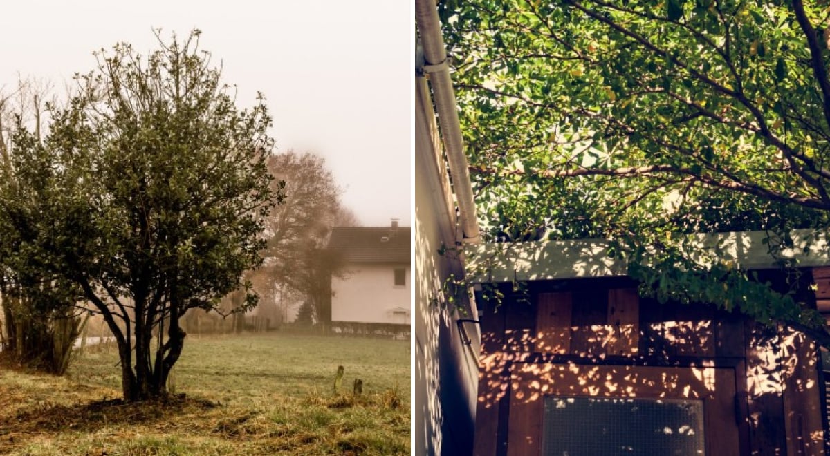 Дерево возле дома, деревья Дерево возле дома, деревья