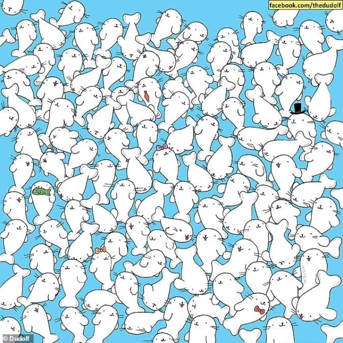 Головоломка для людей з гострим зором: знайдіть зефір серед тюленів за 11 секунд Головоломка для людей з гострим зором: знайдіть зефір серед тюленів за 11 секунд