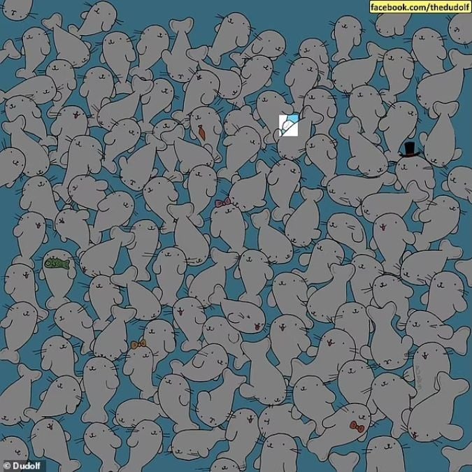 Головоломка для людей з гострим зором: знайдіть зефір серед тюленів за 11 секунд Головоломка для людей з гострим зором: знайдіть зефір серед тюленів за 11 секунд