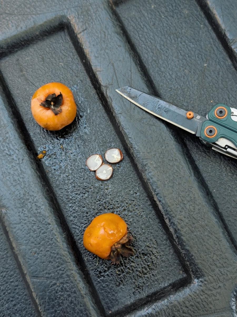 Кісточка хурми розповість, якою буде зима Кісточка хурми розповість, якою буде зима