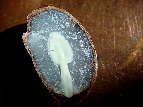 Зернятко у формі ложки віщує сніжну зиму Зернятко у формі ложки віщує сніжну зиму