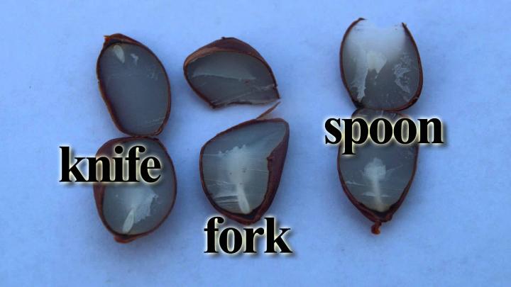 Зерна хурмы Зерна хурмы