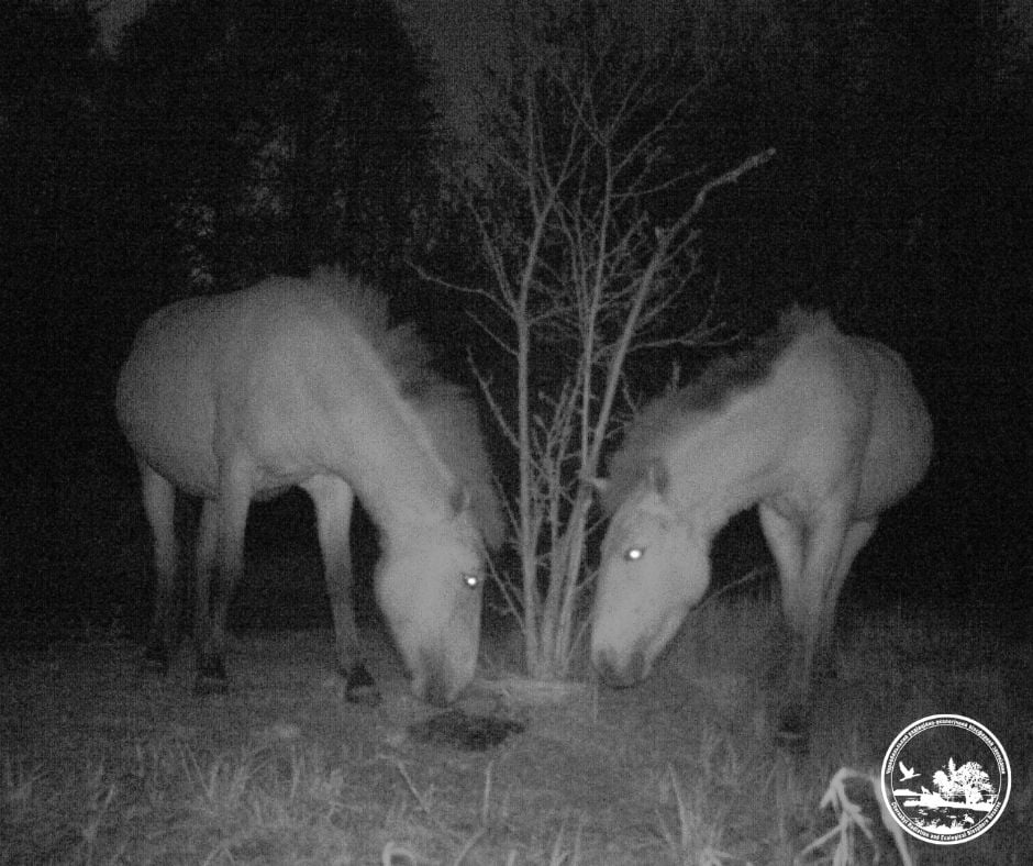  Коні Пржевальського