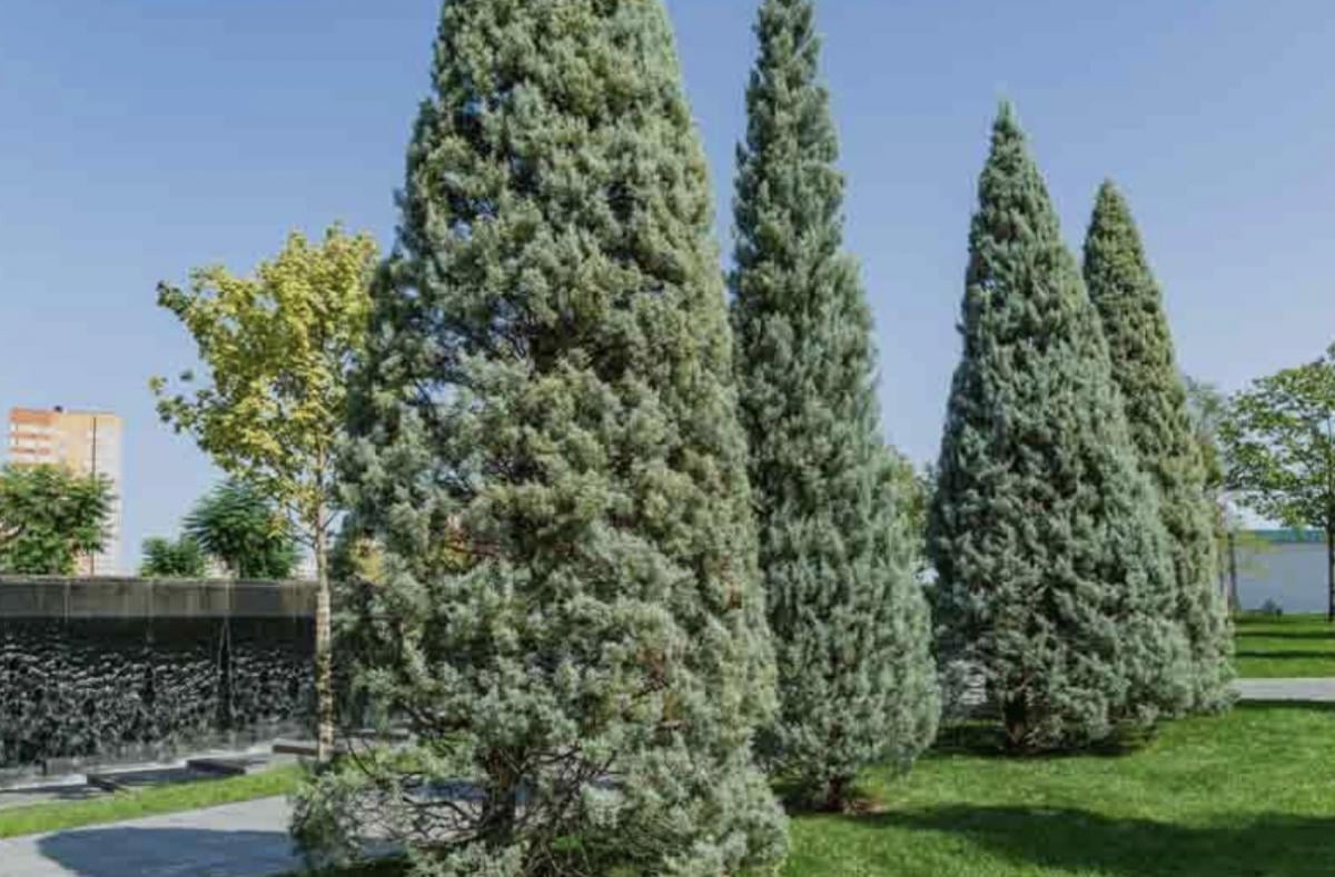 Аризонський кипарис 