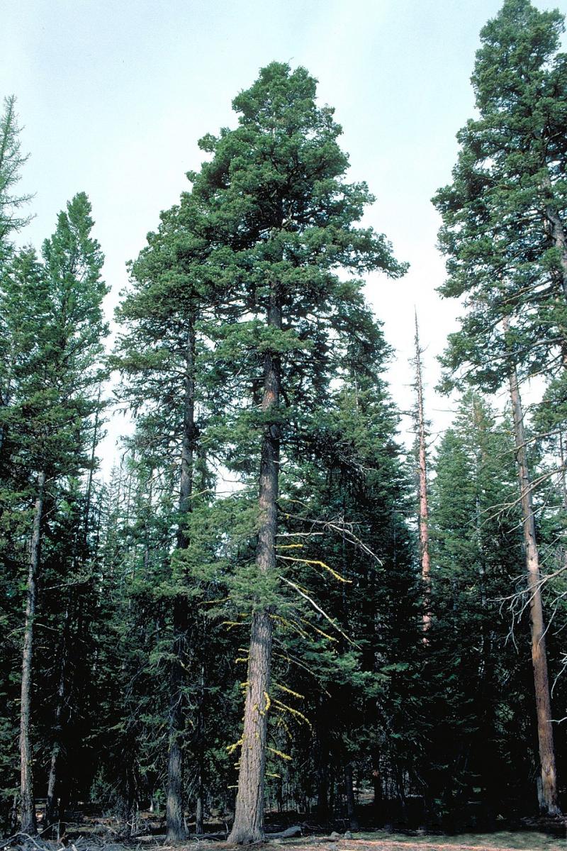 Ялиця одноколірна