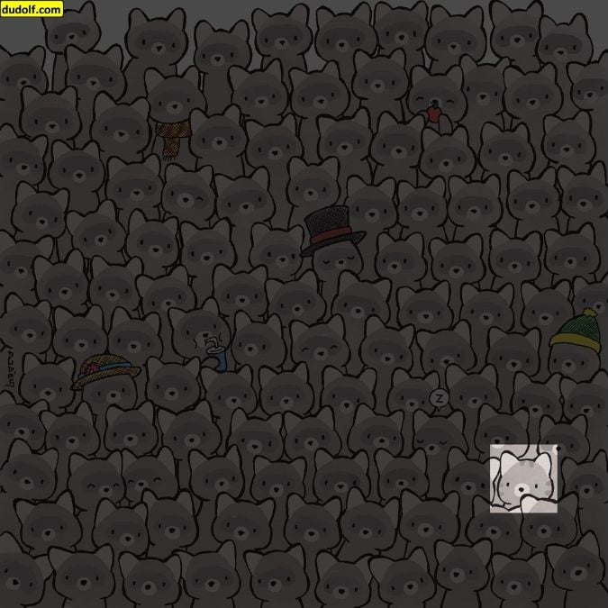 Головоломка для справжніх геніїв: знайдіть кота серед єнотів за 15 секунд