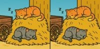 Тест на IQ: знайдіть 3 відмінності на картинках котів на копиці сіна за 29 сек