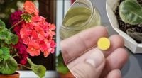 Стоит копейки: аптечное средство оживит все пожелтевшие и засохшие цветы