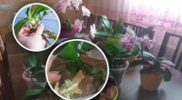 Без стимуляторів і хімії: у яких умовах орхідеї самі розмножуються