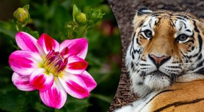 Китайский гороскоп на сегодня 3 ноября: Тиграм -разочарование, Драконам - долги