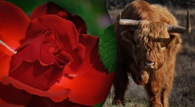 Китайський гороскоп на сьогодні 4 жовтня: Бикам - зрив, Козлам - помилки