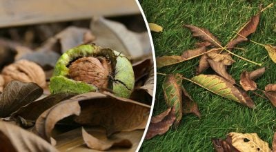 Що робити з листям горіха восени: корисні способи використання