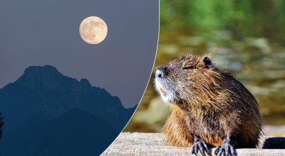 Над Украиной взойдет "бобровая" Луна: когда ждать самое большое суперлуние 2025