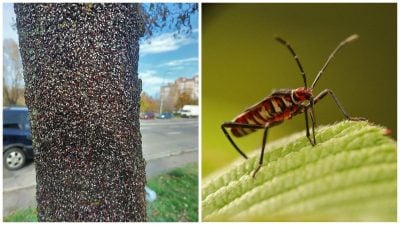 Скріншот Скріншот