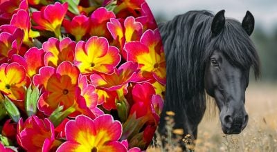 Китайский гороскоп на завтра