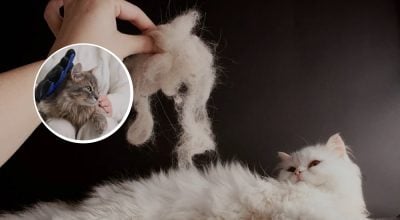 Кот, линька Кот, линька