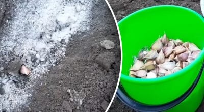 Фатальна помилка: що категорично не можна висаджувати після часнику