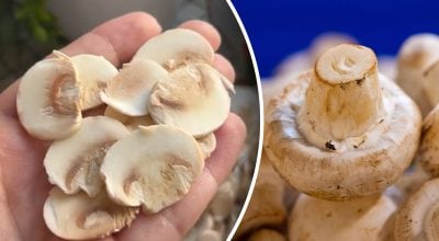 шампиньоны шампиньоны