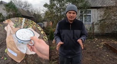 Вапнування ґрунту: садівник пояснив, коли і як проводити процедуру