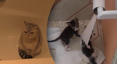 Чому кіт ходить за господарем в туалет - чи потрібно закривати перед ним двері