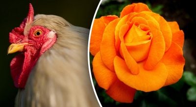 Китайский гороскоп на завтра Китайский гороскоп на завтра