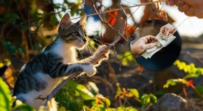 Жінка заплатила великий штраф за прогулянку кота в саду: що пішло не так