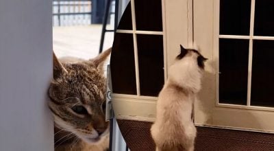 Чому кіт скаженіє, якщо закрити двері — справжня причина здивує багатьох