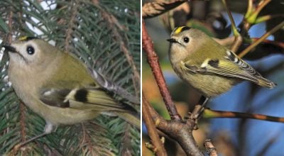 Жовтоголовий корольок Жовтоголовий корольок