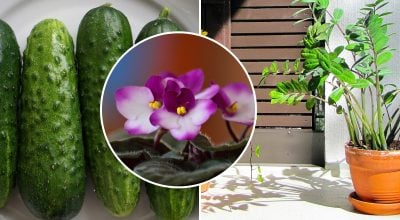 Огірки, фіалка, квіти Огірки, фіалка, квіти