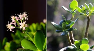 Грошове дерево цвістиме цілий рік: секретна підгодівля для всіх рослин