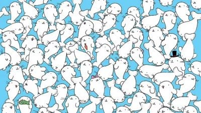 Головоломка для людей з гострим зором: знайдіть зефір серед тюленів за 11 секунд Головоломка для людей з гострим зором: знайдіть зефір серед тюленів за 11 секунд