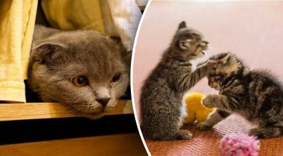 Сигнал, який не можна ігнорувати - чому насправді кіт нявкає вночі Сигнал, який не можна ігнорувати - чому насправді кіт нявкає вночі