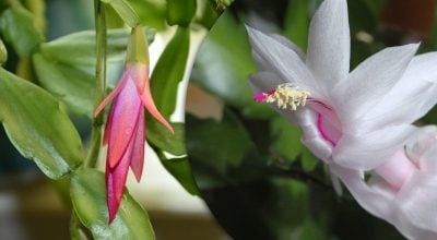 Одна ампула - і рослина в цвіту: названо копійчаний аптечний засіб для декабриста