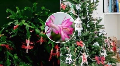 Різдвяник, декабрист Різдвяник, декабрист