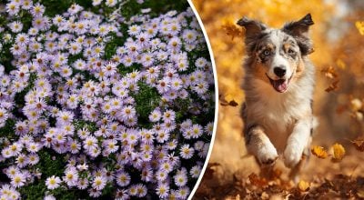 Китайський гороскоп на завтра Китайський гороскоп на завтра