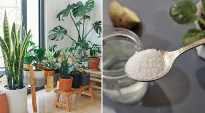 Квітуче підвіконня навіть у грудні: як приготувати супер-добриво за 5 хвилин