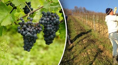 Коли краще обрізати виноград Коли краще обрізати виноград