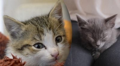 Чому кіт не спить вночі – справжня причина здивує багатьох Чому кіт не спить вночі – справжня причина здивує багатьох