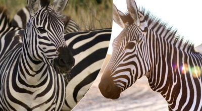 Науковці розкрили секрет, чому люди досі не осідлали зебр, як коней