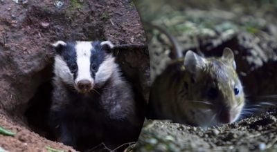 Під покровом ночі: кого насправді можна зустріти в українській дикій природі