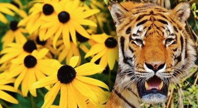 Китайский гороскоп на сегодня 11 ноября: Тиграм - стресс, Кроликам - жадность