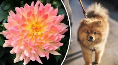 Китайський гороскоп на завтра