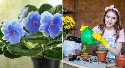 Кімнатні квіти Кімнатні квіти