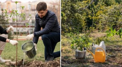 Коли краще за все садити дерева: фахівці дали однозначну відповідь
