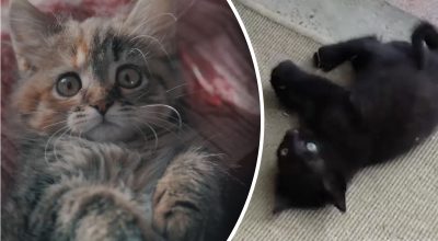 Господарям на замітку — коли кішка стає дорослою і перестає рости, названо терміни