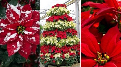 Пуансетія 