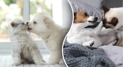 Популярний міф спростовано - чи справді собаки і коти ненавидять одне одного